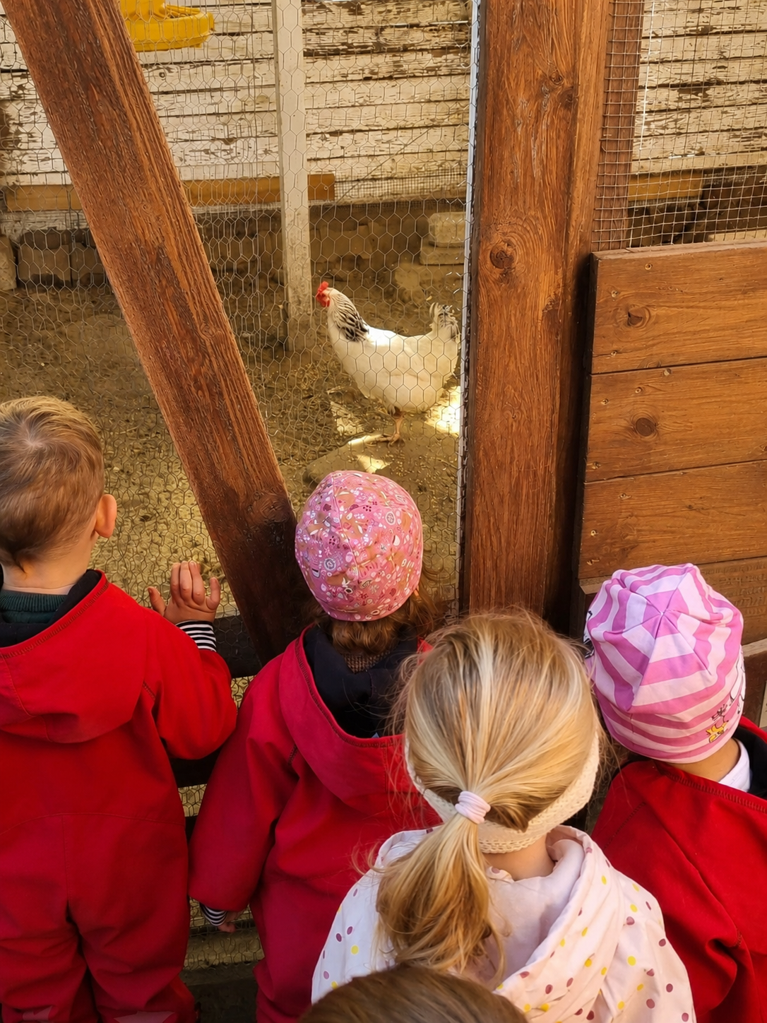 Kinder entdecken Hühner bei einem gemeinsamen Ausflug. Gemeinsame Tierbeobachtung auf dem ASP. Kinder erleben Tiere hautnah bei einem Ausflug der Kindertagespflege Spielplatzhelden.